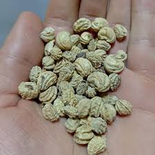 بخور لادن- تخم لادن  (20گرمی )
